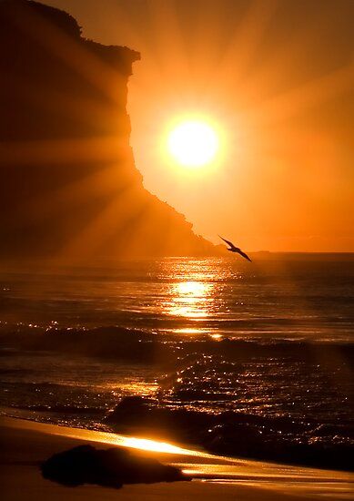 The sun low over the sea at dawn, its light laid across the water, a single bird in flight beneath a headland.
