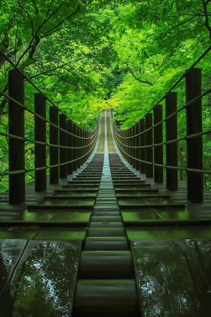 A wet wooden suspension bridge running straight ahead into a tunnel of green forest, the far end opening into light.
